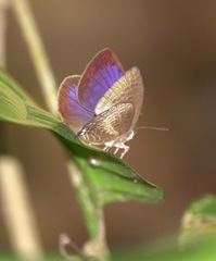 Arhopala major major