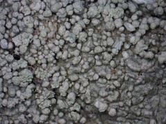 Lepra trachythallina