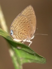 Arhopala major major