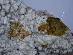 Lepra trachythallina