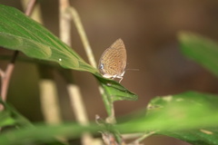 Arhopala major major