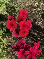 Phlox drummondii