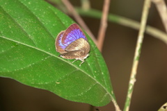 Arhopala major major