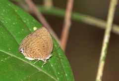 Arhopala major major