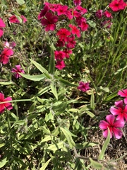 Phlox drummondii