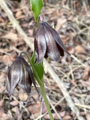 Fritillaria biflora biflora