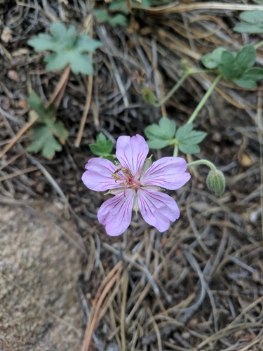 pinewoods geranium