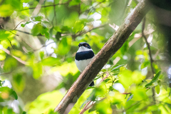 Batis dimorpha dimorpha