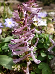 Corydalis erdelii