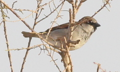 Passer domesticus
