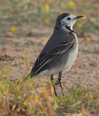 Motacilla alba