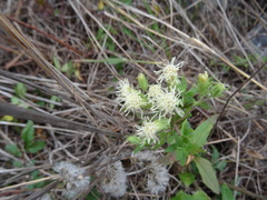 Brickellia eupatorioides texana