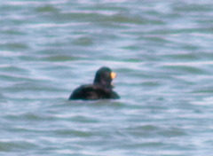 Melanitta americana image