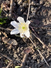 Anemonoides nemorosa