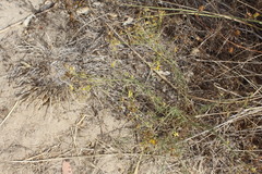Gutierrezia californica
