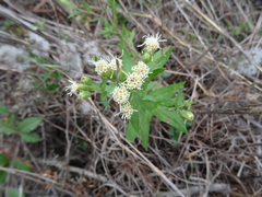 Brickellia eupatorioides texana