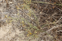 Gutierrezia californica