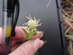 Brickellia eupatorioides texana