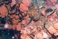 Neopomacentrus azysron