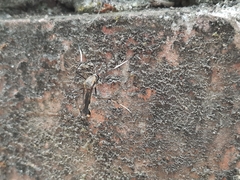 Toxorhynchites splendens