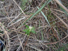 Brickellia eupatorioides texana