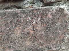 Toxorhynchites splendens