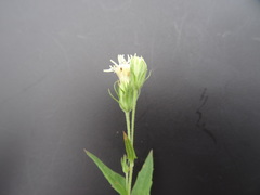 Brickellia eupatorioides texana