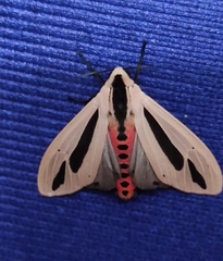 Creatonotos gangis-interrupta agg