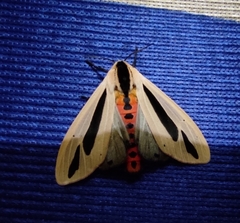 Creatonotos gangis-interrupta agg