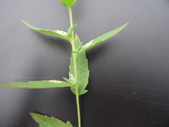 Brickellia eupatorioides texana