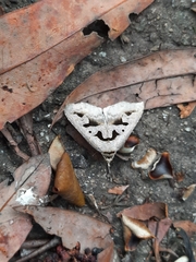 Tephriopis divulsa