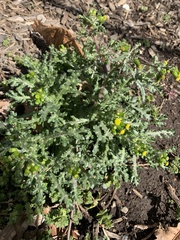 Senecio vulgaris