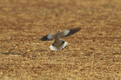 Streptopelia vinacea