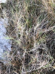Muhlenbergia utilis