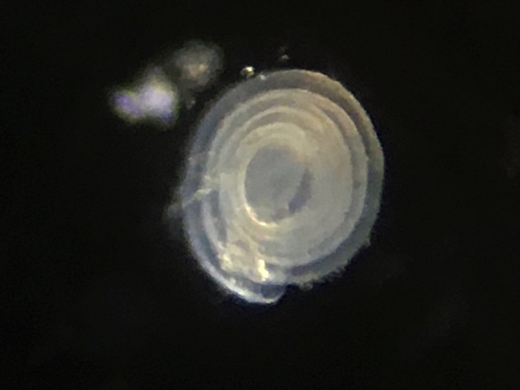 Cornuspiroidea