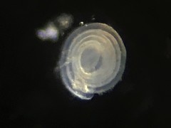Cornuspira involvens