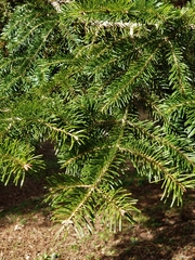 Abies cilicica