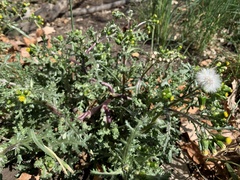 Senecio vulgaris