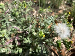 Senecio vulgaris