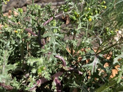 Senecio vulgaris