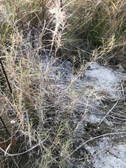 Muhlenbergia utilis
