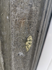 Ileomus