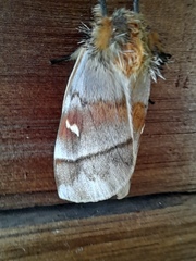 Ormiscodes cinnamomea