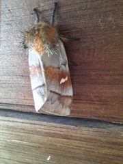 Ormiscodes cinnamomea