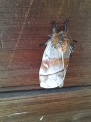 Ormiscodes cinnamomea