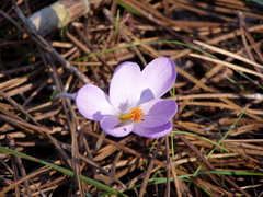 Crocus serotinus