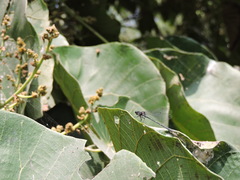 Zygoptera