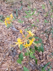 Rhododendron austrinum