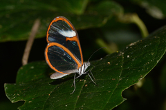 Pteronymia ozia