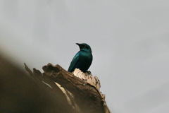 Lamprotornis chloropterus